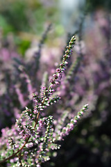 Image showing Heather Red Pimpernel