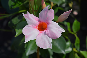 Image showing Pink mandevilla