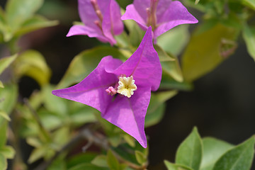 Image showing Bougainvillea Sabina