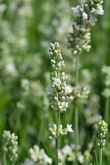 Image showing English Lavender Ellagance Ice