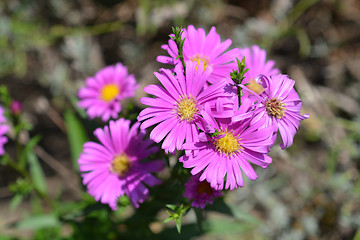 Image showing New York Aster Orlando