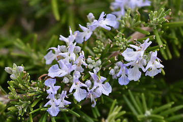 Image showing Rosemary flowers