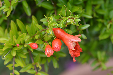 Image showing Pomegranate Nana