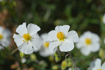 Image showing White rockrose