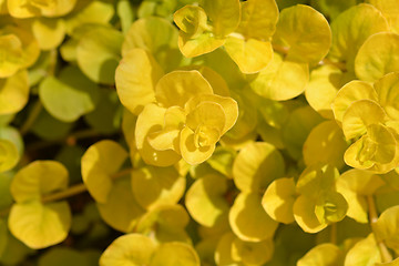 Image showing Golden creeping jenny