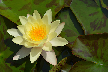 Image showing Yellow water lily Chromatella