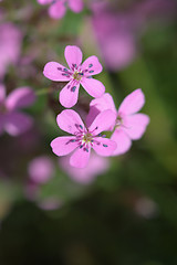 Image showing Rock soapwort