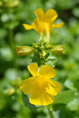 Image showing Monkey flower