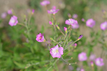 Image showing Great hairy willowherb