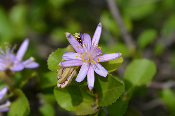 Image showing Tropical East African shrub