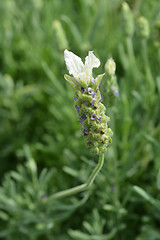 Image showing Butterfly lavender Ballerina