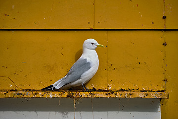 Image showing Seagull bird close up