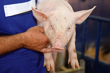 Image showing Farmer Holding Pig