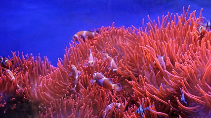 Image showing Orange Clownfish