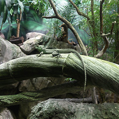 Image showing Chameleon Lizard