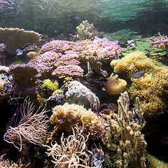 Image showing Coral Reef