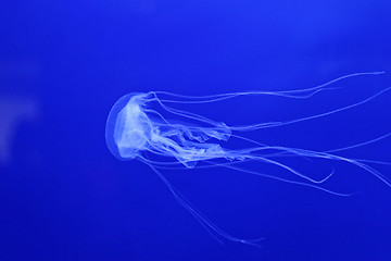 Image showing Jellyfish