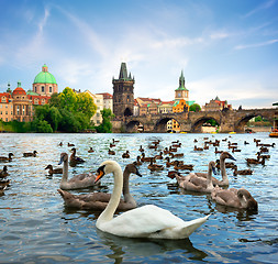 Image showing Charles bridge and Swans
