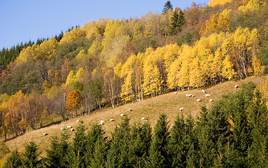 Image showing Autumn colors