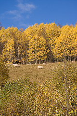 Image showing Autumn colors