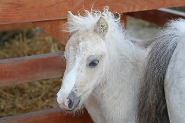 Image showing Pony Horse