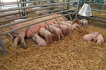 Image showing Piglets