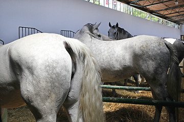 Image showing Horses in Stable