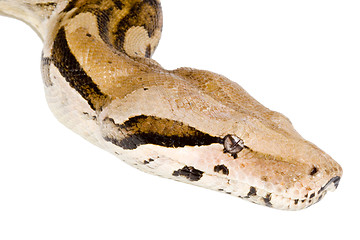 Image showing Head of a Boa