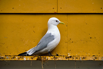 Image showing Seagull bird close up