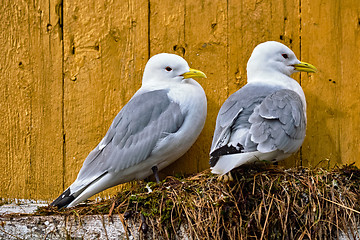 Image showing Seagull bird close up