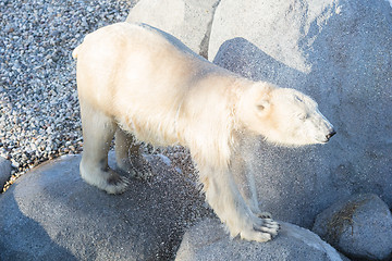 Image showing Close-up of a polarbear (icebear), selective focus on the eye