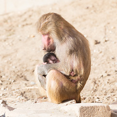 Image showing Baboon mother and her little one