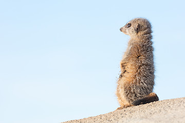 Image showing Meerkat on guard duty