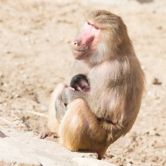 Image showing Baboon mother and her little one