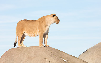 Image showing Lioness watching from a rock