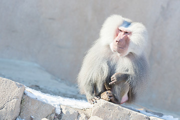 Image showing Close up of male hamadryas baboon