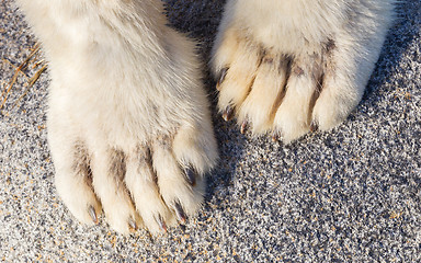 Image showing Polar bear paws