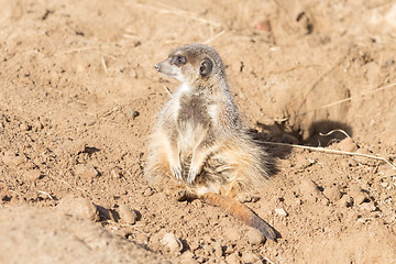 Image showing Meerkat on guard duty