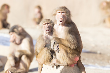 Image showing Macaque monkey resting