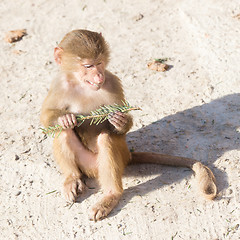 Image showing Baby baboon sitting