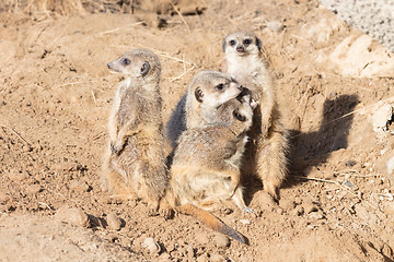 Image showing Group hug Meerkat