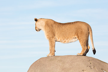 Image showing Lioness watching from a rock