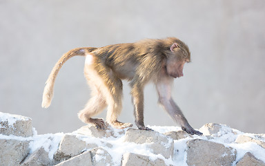Image showing Baby baboon sitting