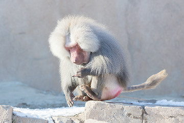 Image showing Close up of male hamadryas baboon