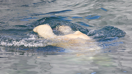 Image showing Close-up of a polarbear (icebear) jumping in the water