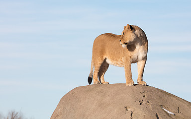 Image showing Lioness watching from a rock