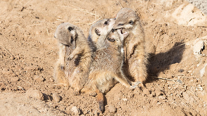 Image showing Group hug Meerkat