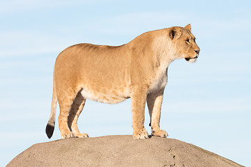 Image showing Lioness watching from a rock