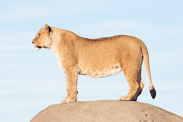 Image showing Lioness watching from a rock