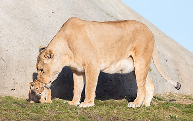 Image showing Lioness and cubs, exploring their surroundings